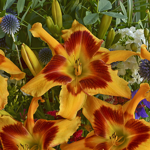 Hemerocallis 'Tiger Swirl'.jpg