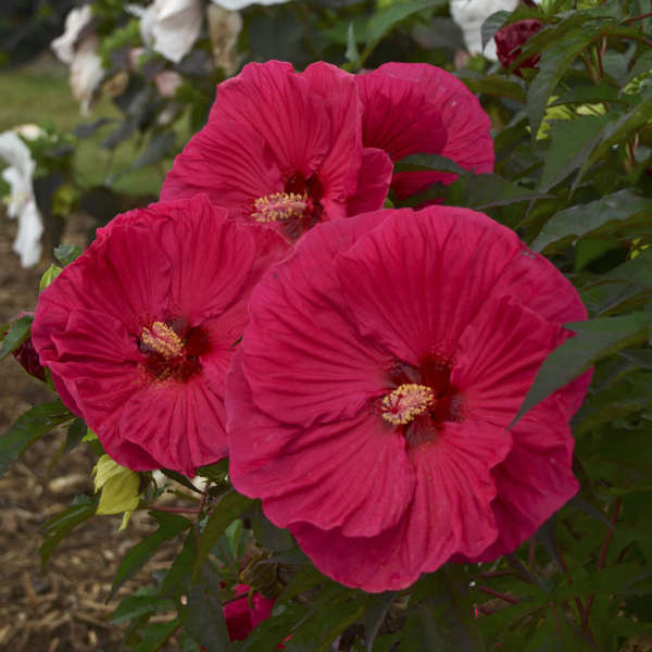 Hibiscus 'Summer in Paradise'.jpg