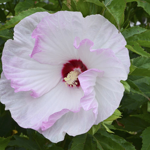 Hibiscus 'Ballet Slippers'.jpg