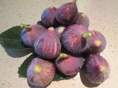 figues (1).JPG