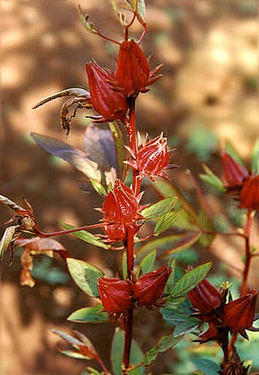 290px-Flor_de_Jamaica.jpg