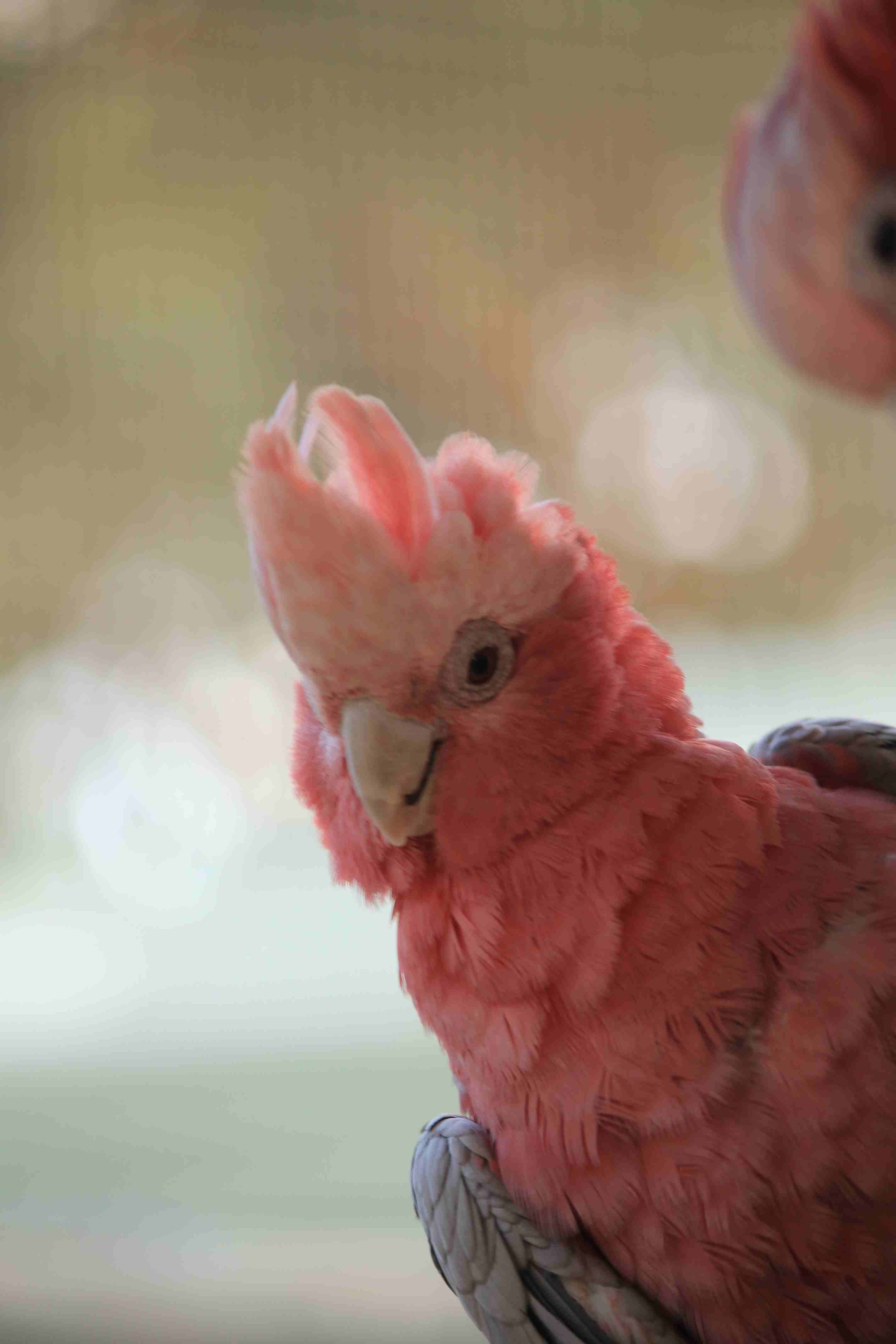 rencontres amoureux des animaux