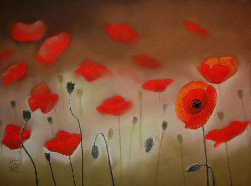 gentils coquelicots