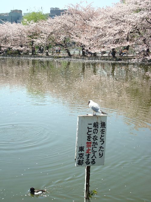 Premier aperçu à Ueno Park