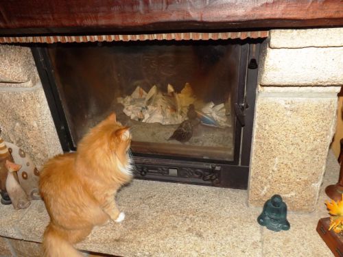 Face à face entre Figaro et une grive tombée dans l'insert de la cheminée!