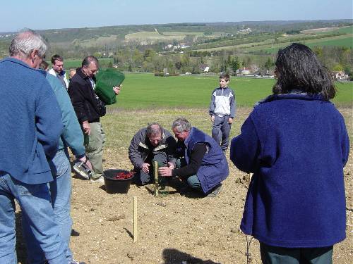 premier cep en terre