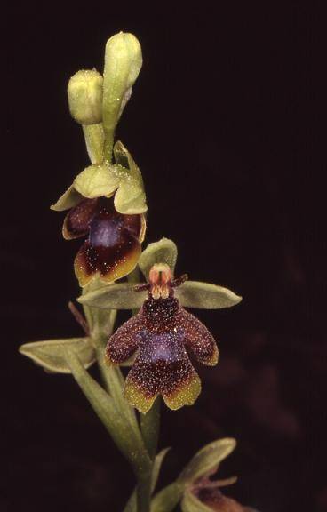 Ophrys aymoninii - Nant (12) - Ophrys d'Aymonin - 25/05/05