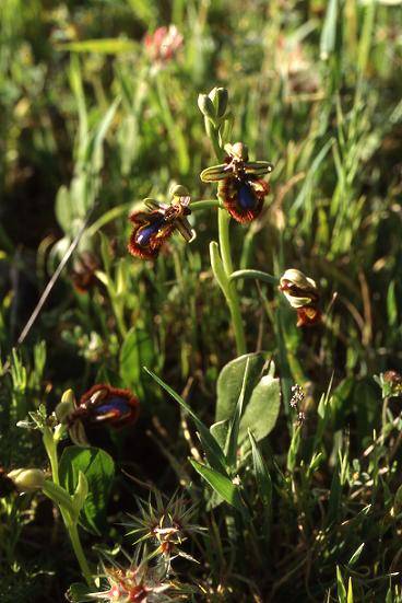 Ophrys ciliata (ou speculum) - Algarve (Portugal) - Ophrys miroir - 2/04/02