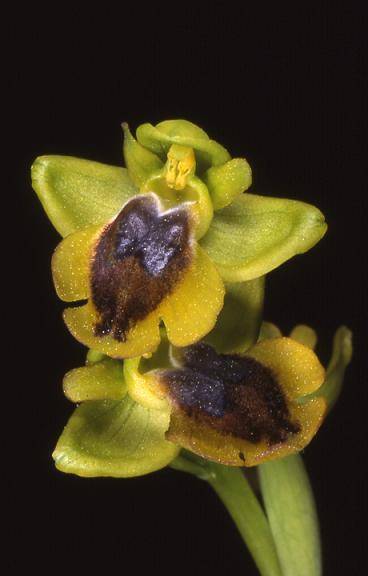 Ophrys lutea - Bandol (83) - Ophrys jaune - 19/04/00
