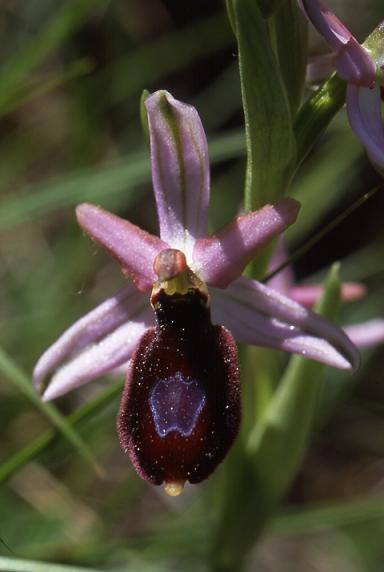 Ophrys drummana - Crussol (07) - Ophrys de la Drôme - 8/05/03