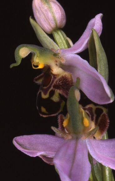 Ophrys apifera - Dasle (25) - Ophrys abeille - 29/05/00
