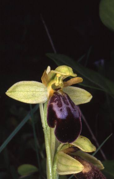 Ophrys fusca - Algarve (Portugal) - Ophrys brun - 2/04/02
