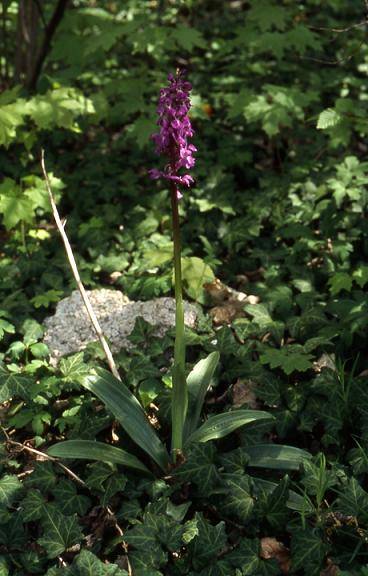 Orchis mascula - Sermamagny (90) - Orchis mâle - 26/04/03