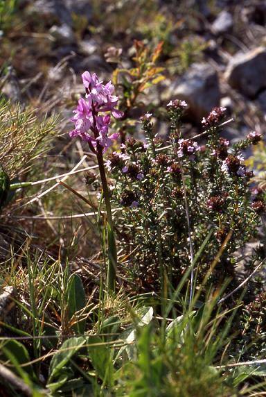 Orchis olbiensis - Mont Faron (83) - Orchis d'Hyères - 16/04/03