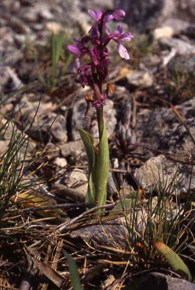 Orchis olbiensis - Mont Faron (83) - Orchis d'Hyères - 16/04/03