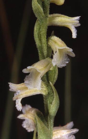 Spiranthes aestivalis - Doucier (39) - Spiranthe d'été - 19/07/02