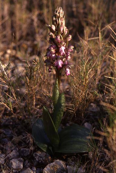 Barlia robertiana - environs de Bandol (83) - Barlie, ou orchis géant, ou orchis à longues bractées - 7/03/00