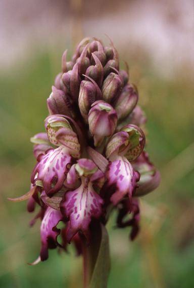 Barlia robertiana - Marseille (13) le 30 dec 2000 - Barlie, ou orchis géant, ou orchis à longues bractées