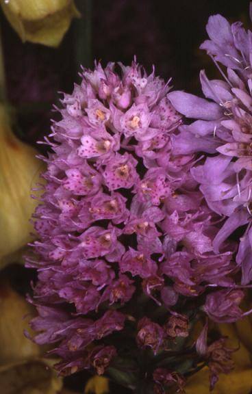 Traunsteinera globosa - Col du Lautaret dans un bouquet - Orchis globuleux - 20/07/01