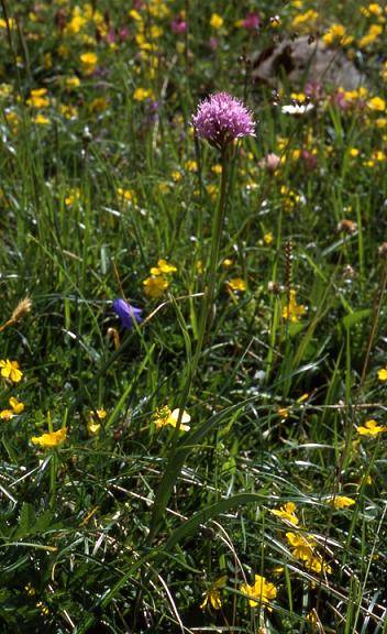 Traunsteinera globosa - Mont Rosset (73) - Orchis globuleux - 29/07/01