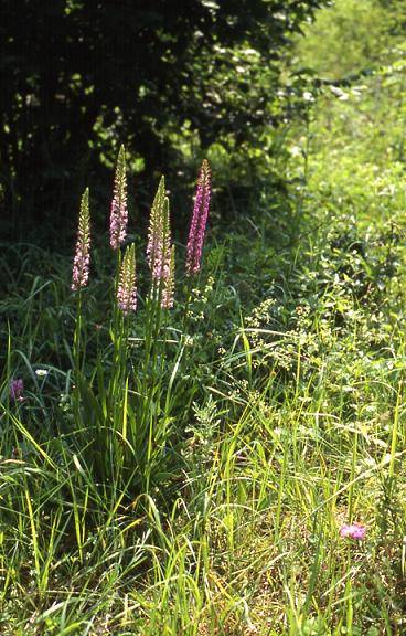 Gymnadenia conopsea var. densiflora - Bermont (90) - Orchis moucheron - 20/06/02