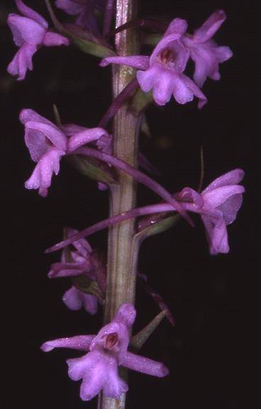 Gymnadenia conopsea -  Riervescemont  (90) - Orchis moucheron - 21/05/02 