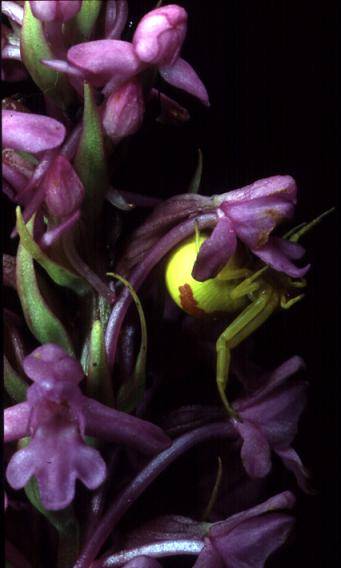 Gymnadenia conopsea - Vandoncourt (25) - Orchis moucheron - 13/07/99