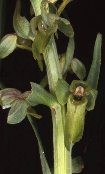 Coeloglossum viride - Dasle (25) - Orchis grenouille - 4/05/00