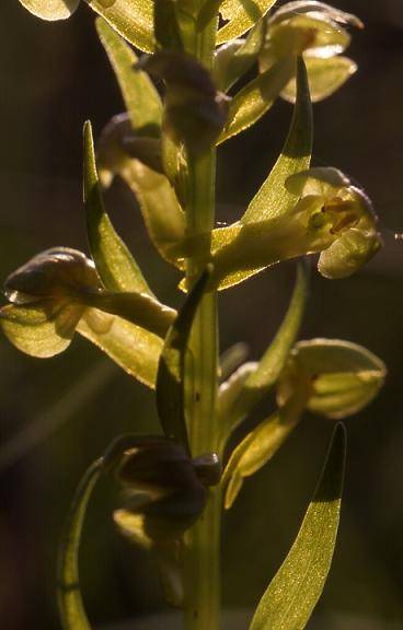 Coeloglossum viride - Chèvremont (90) - Orchis grenouille - 16/05/00