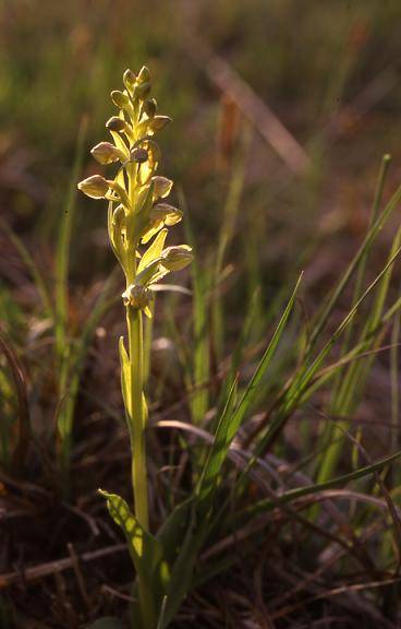 Coeloglossum viride - Chèvremont (90) - Orchis grenouille - 8/05/00