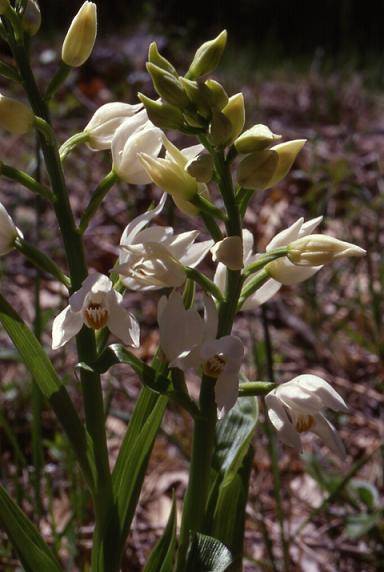 Cephalanthera longifolia - La Font de l'Orme - Céphalanthère à longues feuilles - 25/04/99