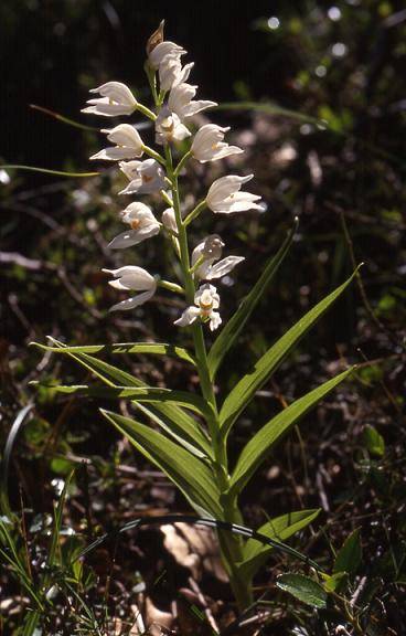 Cephalanthera longifolia - La Croix Valmer (83) - Céphalanthère à longues feuilles - 19/04/00