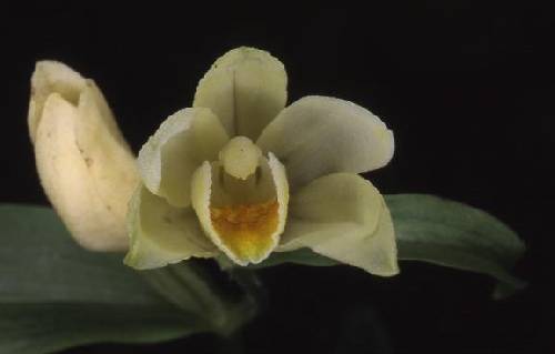 Cephalanthera damasonium - Beaucourt (90) - Céphalanthère pâle - 26/05/02