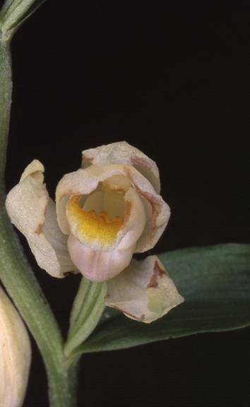 Cephalanthera damasonium - Beaucourt (90) - Céphalanthère pâle - 12/05/02