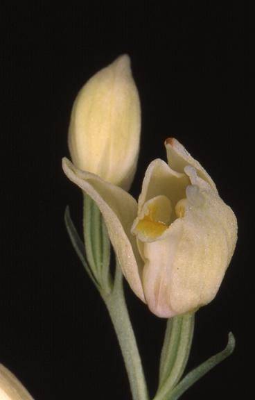 Cephalanthera damasonium - Beaucourt (90) - Céphalanthère pâle - 28/05/00