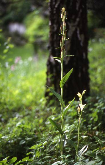 Cephalanthera damasonium - Beaucourt (90) - Céphalanthère pâle - 28/05/00