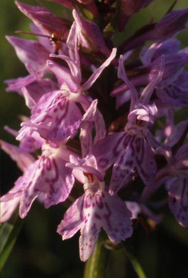 Dactylorhiza fuchsii - Vandoncourt (25) - Orchis de Fuchs - ?/06/02