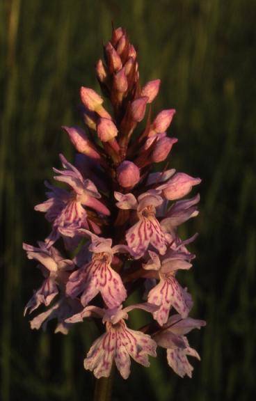Dactylorhiza fuchsii - Chèvremont (90) - Orchis de Fuchs - 8/05/00