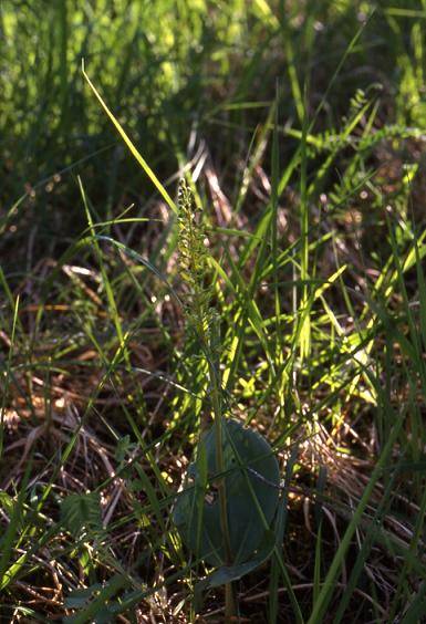 Listera ovata - Chèvremont (90) - Listère ovale - 16/05/00