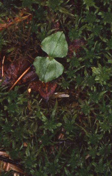 Listera cordata - Frasne (25) - Listère à feuilles en coeur - 25/05/02