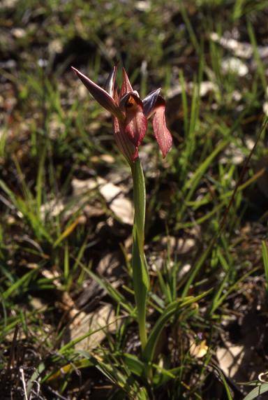 Serapias lingua - Bois du Rouquan (83) - Serapias à langue (ou à languette) - 19/04/01