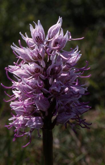 Orchis simia - Belfort (90) - Orchis singe - 4/05/00