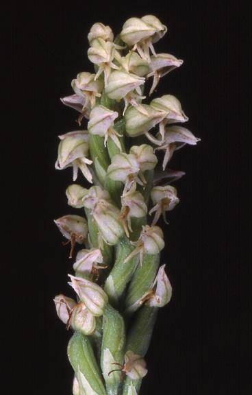 Neottinea maculata - La Croix Valmer (83) - 20/04/00