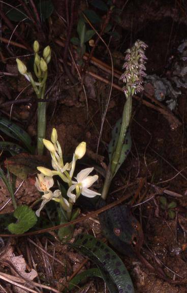 Neottinea maculata - La Garde Freynet (83) - 21/04/00