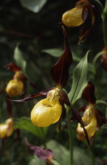 Cypripedium calceolus - environs de Saint-Claude (39) - Sabot de Vénus - 2/06/01