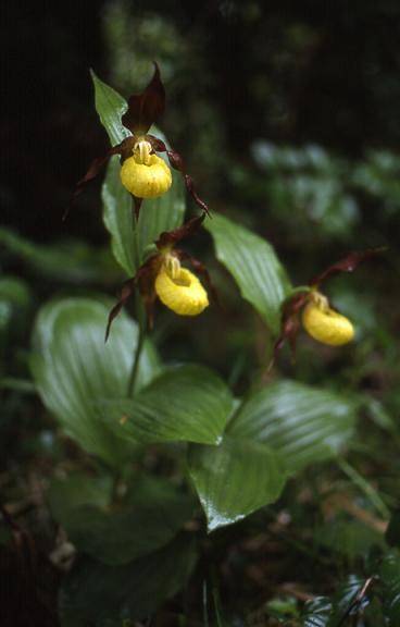 Cypripedium calceolus - environs de Saint-Claude (39) - Sabot de Vénus - 31/05/00