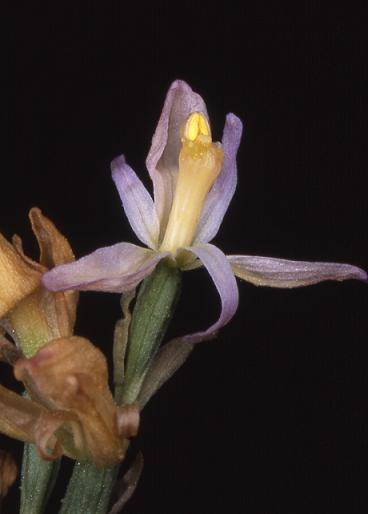 Limodorum trabutianum - Cavalaire (83) - Limodore de Trabut - 8/05/03