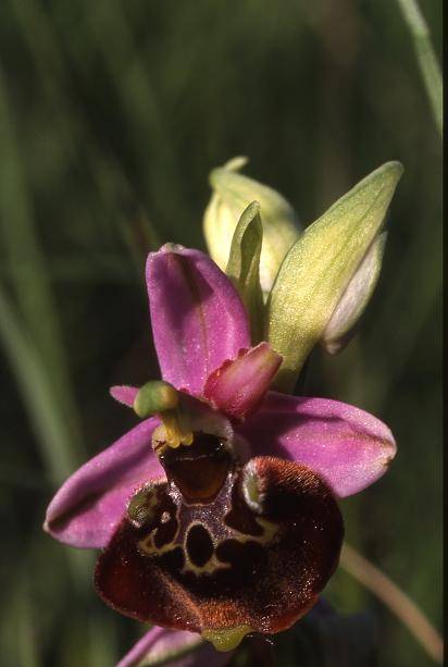 Ophrys fuciflora - Belfort (90) - Ophrys bourdon - 18/05/01