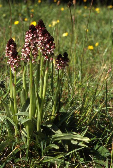 Orchis ustulata - Dasle (25) - Orchis brûlé - 6/05/02