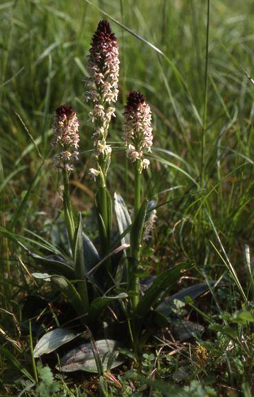 Orchis ustulata - Dasle (25) - Orchis brûlé - 3/05/00